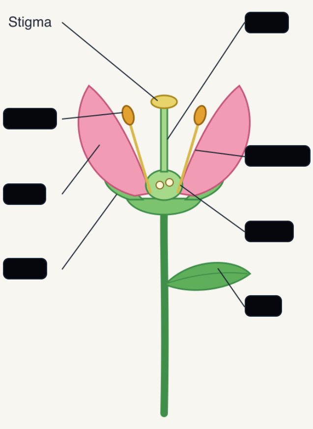 Flower diagram with its labels hidden under masks, one label uncovered