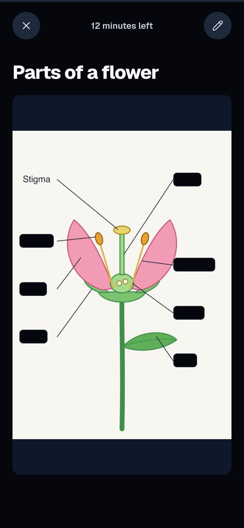 Review screen with a flower diagram whose labels are hidden under masks, one label uncovered